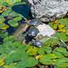 Turtles in the Lily Lake, Greenwood Memorial Park photo, May 2024