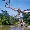 Python in tree, April 1958