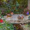 Disneyland Jungle Cruise Butterflies in the Rainforest, December 2006